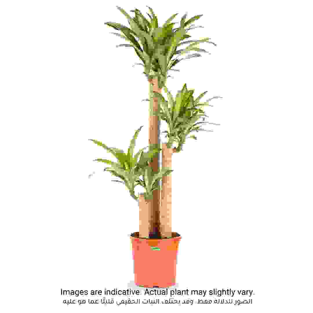 Cornstalk Dracaena Massangeana-3pp (120 cm)