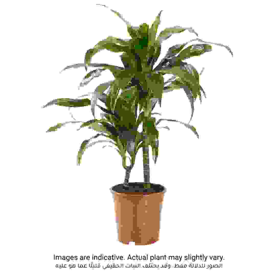 Siji Dracaena Janet Craig Indoor Live Plant (80 cm)