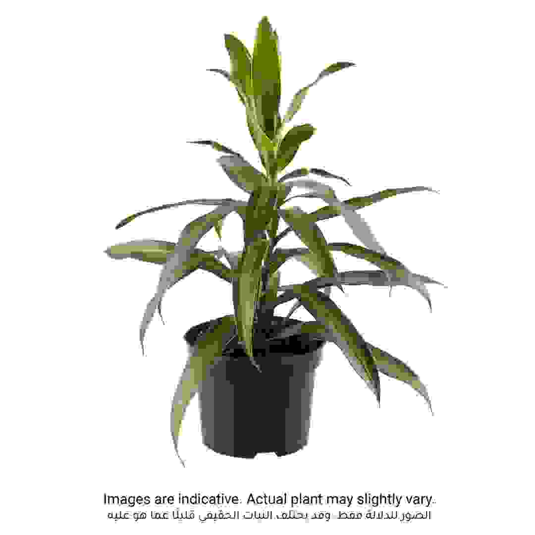 Dracaena Song of Jamaica Plant (8 x 10 x 40 cm)