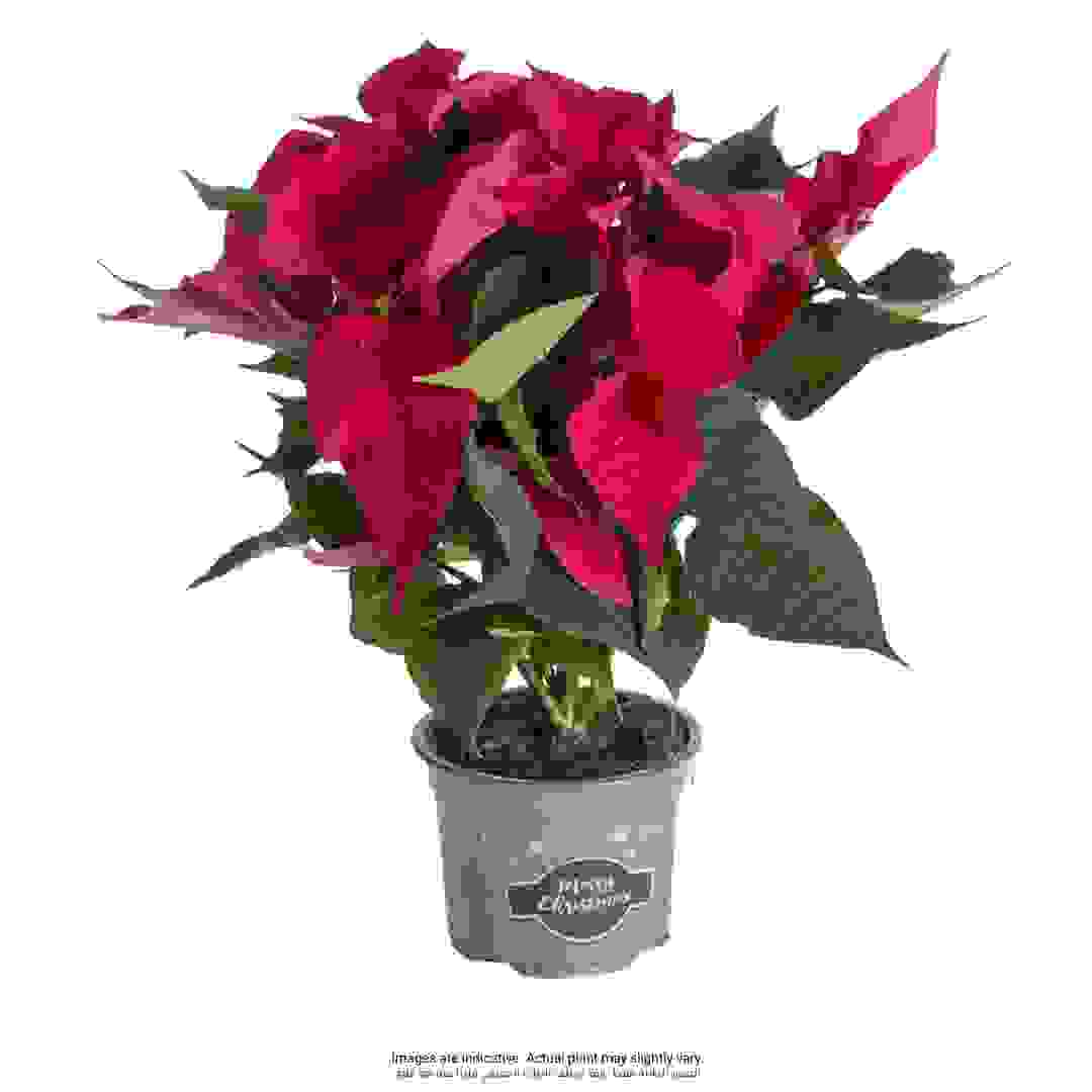 Red Poinsettia Live Indoor Plant W/Nursery Pot (20-30 cm)