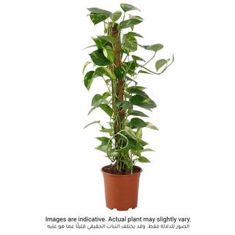 Money Plant Scindapsus (18 x 18 x 80 cm)