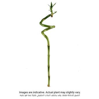 Lucky Bamboo Curly Stick Indoor Plant (50 cm)