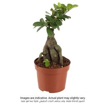 Bonsai Indoor Plant W/Pot (15 cm)