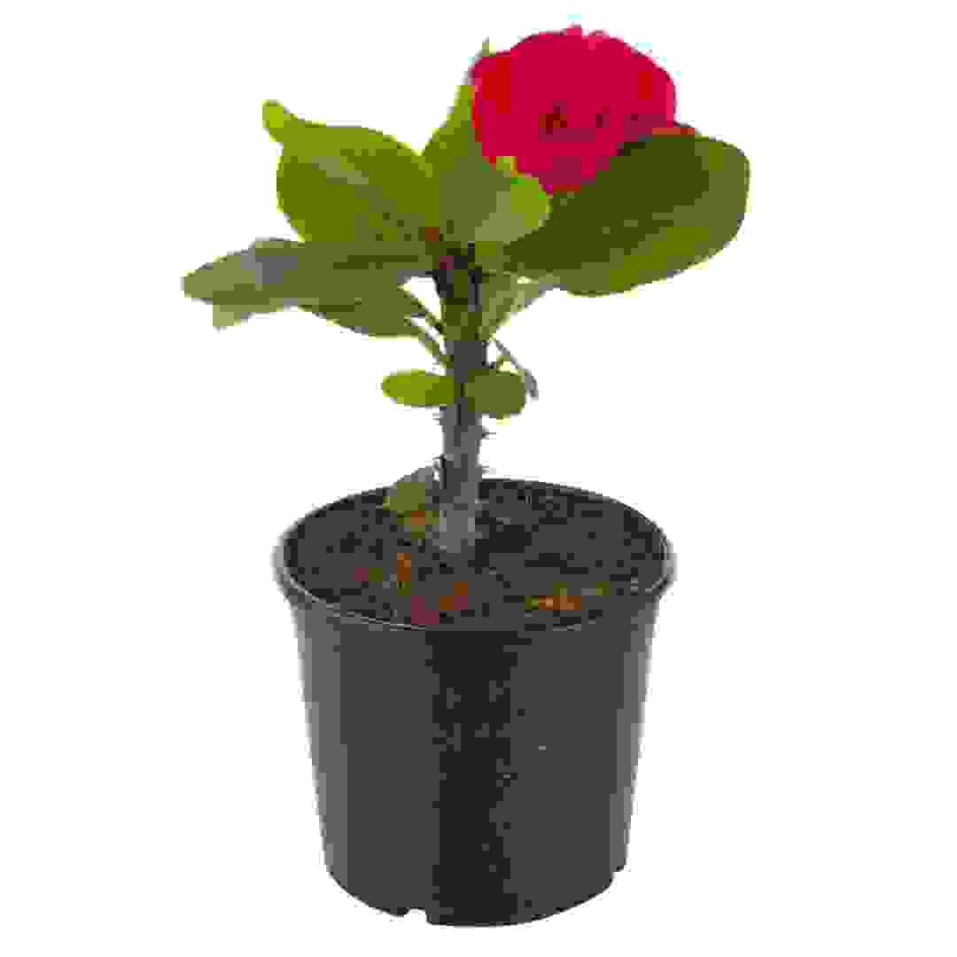Euphorbia V13 Red Live Plant