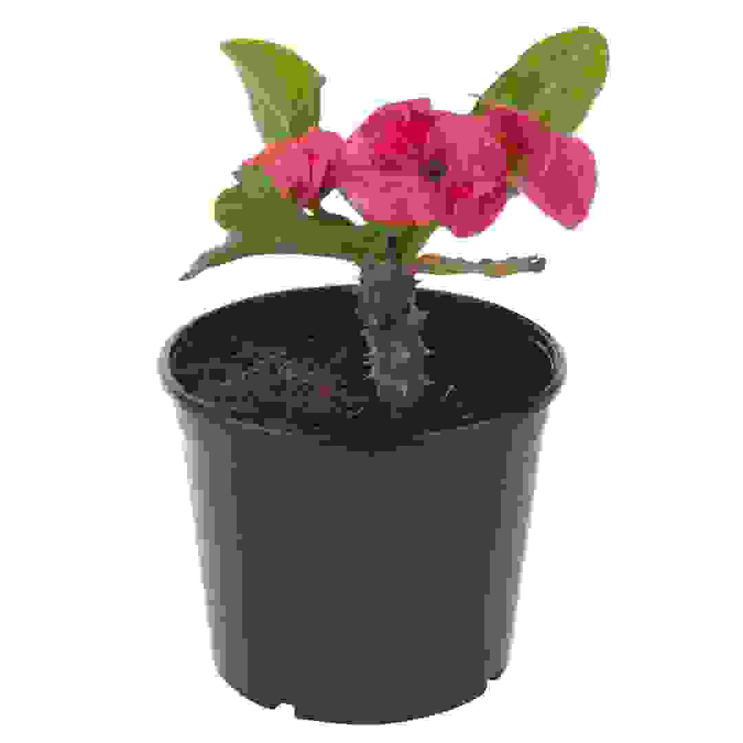 Euphorbia V13 Pink Live Plant