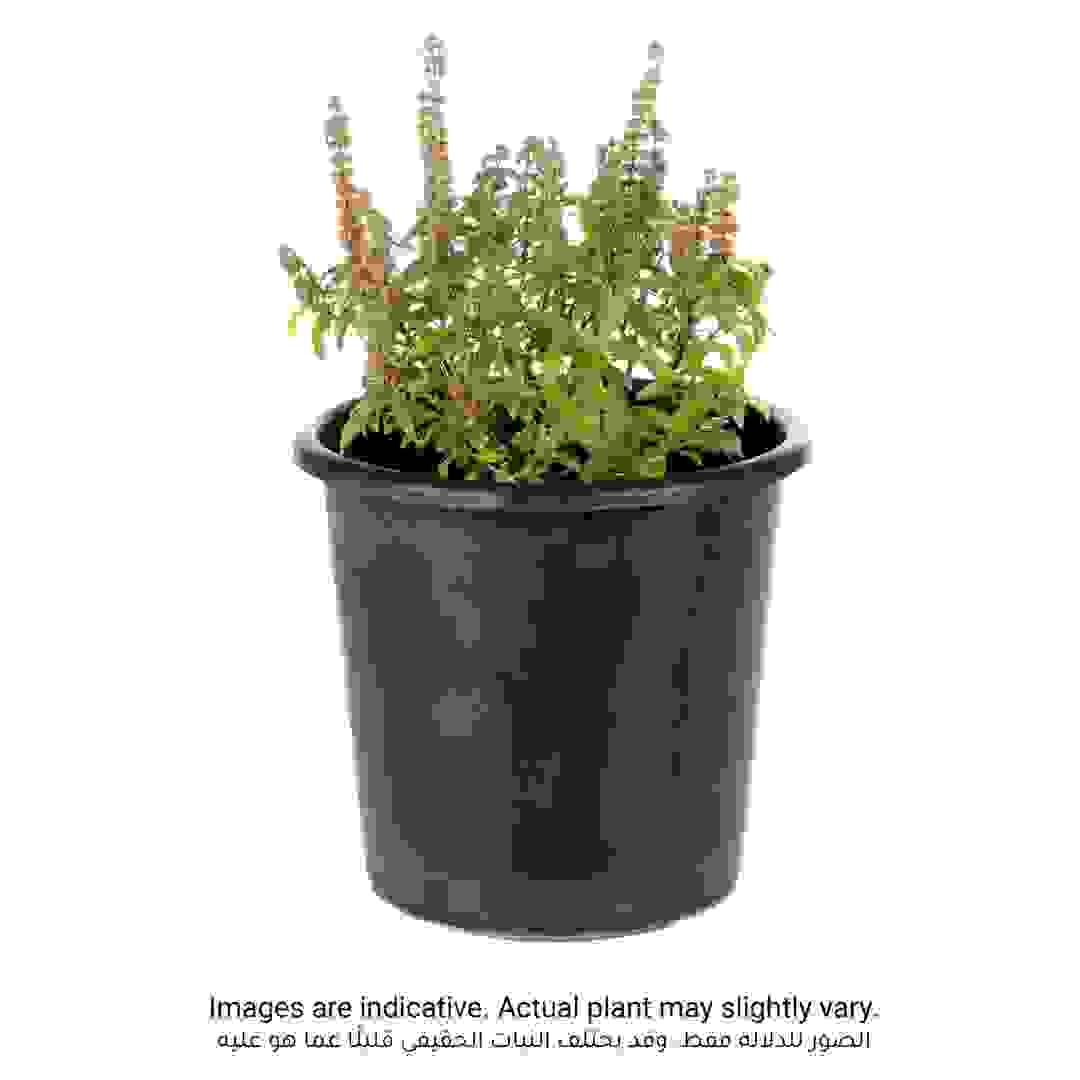 Tulsi Basil Live Plant