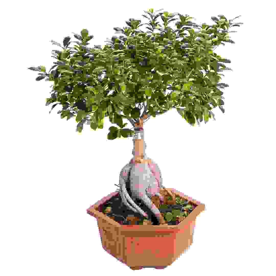 Ficus Bonsai Shilo Live Plant