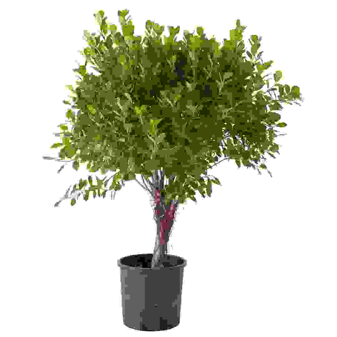 Ficus Panda Five Twisted Live Plant (18 L)