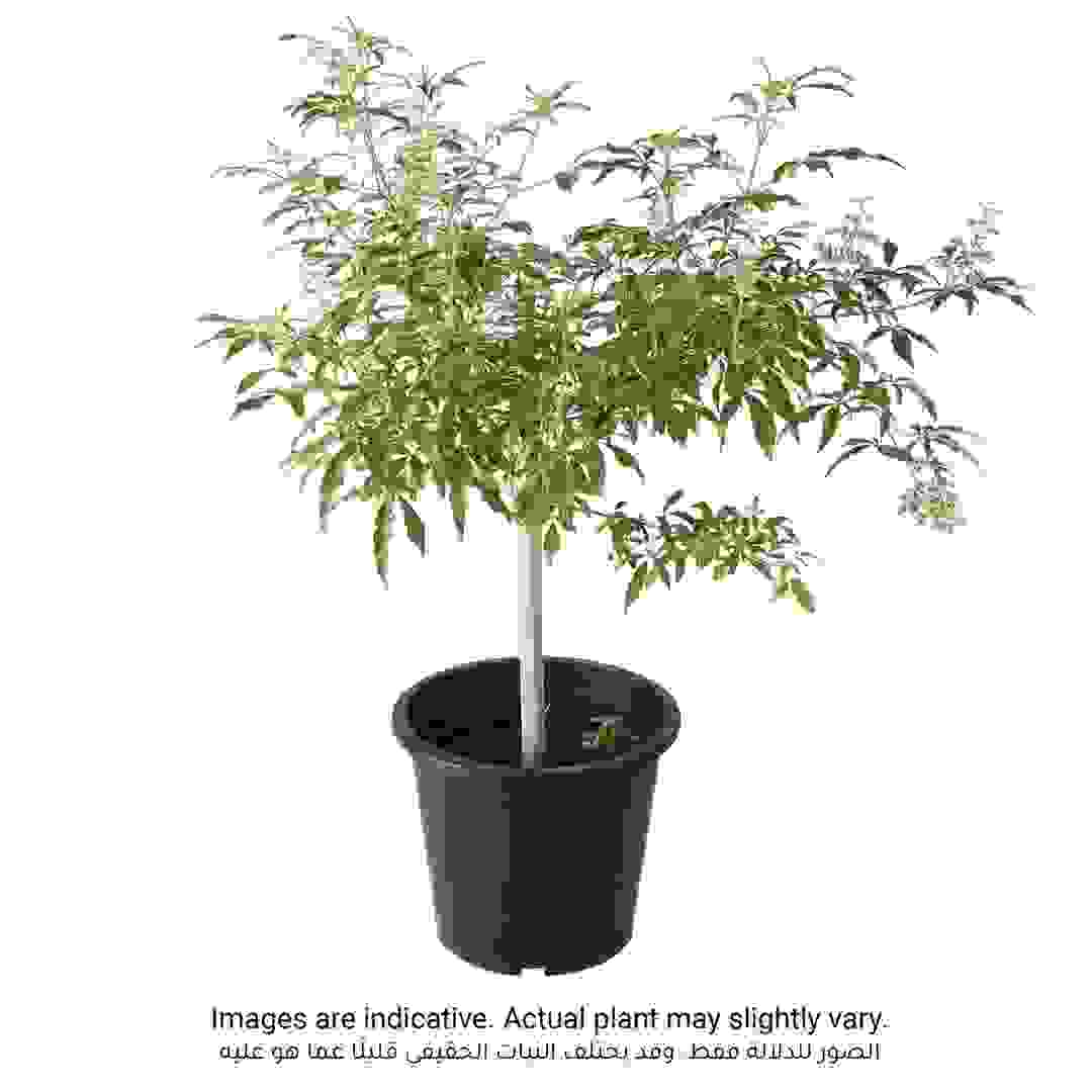 Vitex Rotundifolia Plant