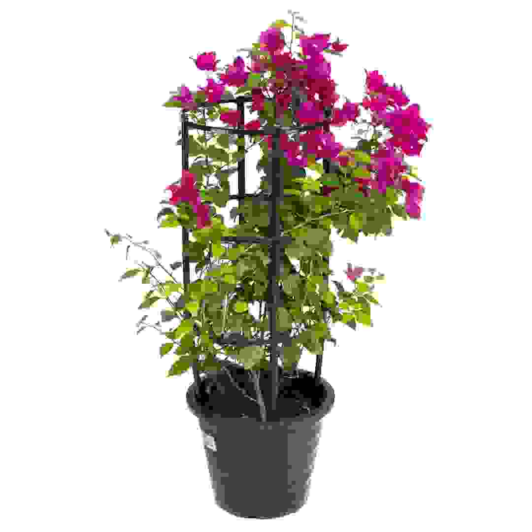 Bougainvillea Nana Red Outdoor Plant (55 x 55 x 80 cm)
