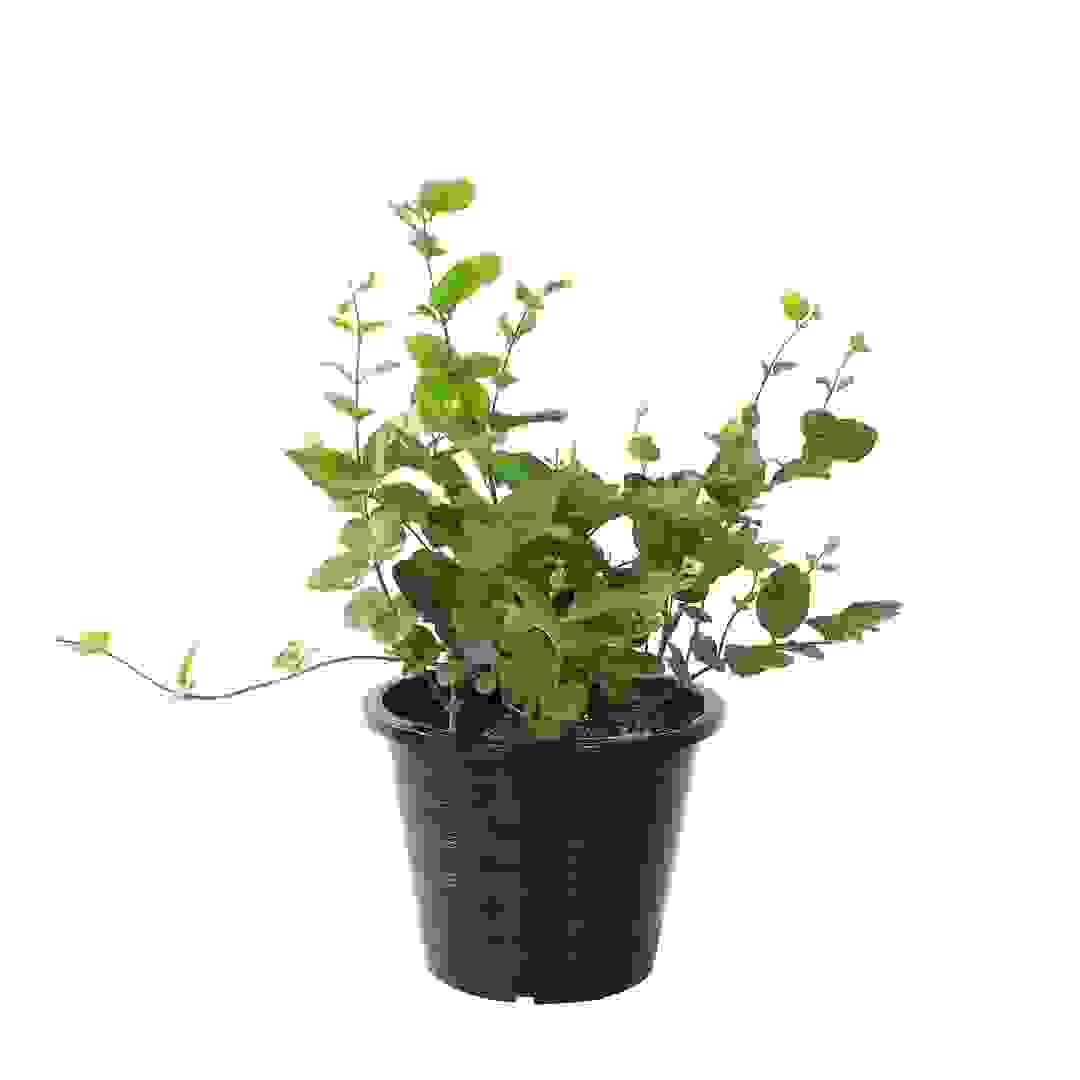 Jasminum Sambac Motia Outdoor Plant (10 L)