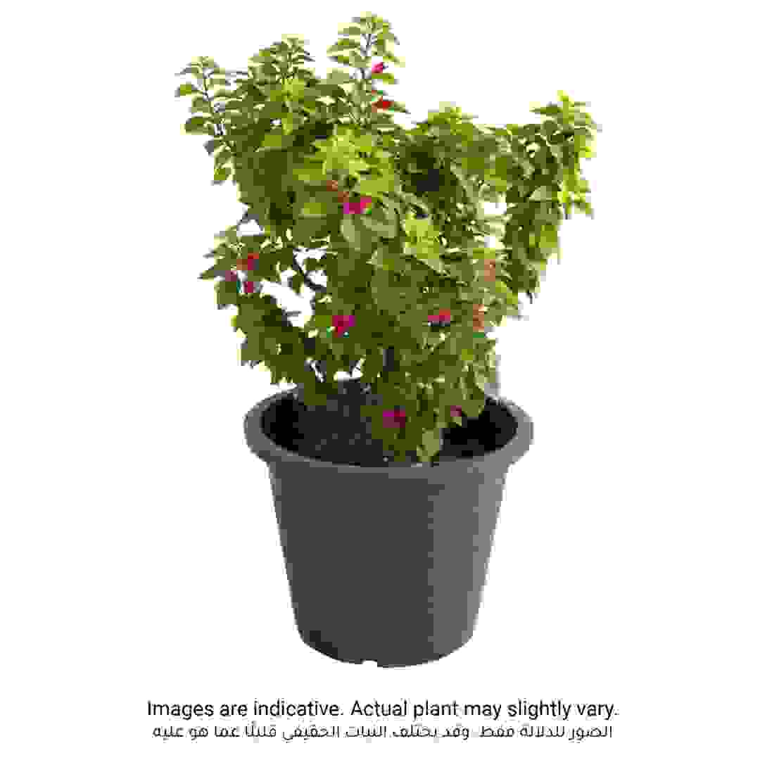Bougainvillea Pink Pixie Outdoor Plant (10 L)
