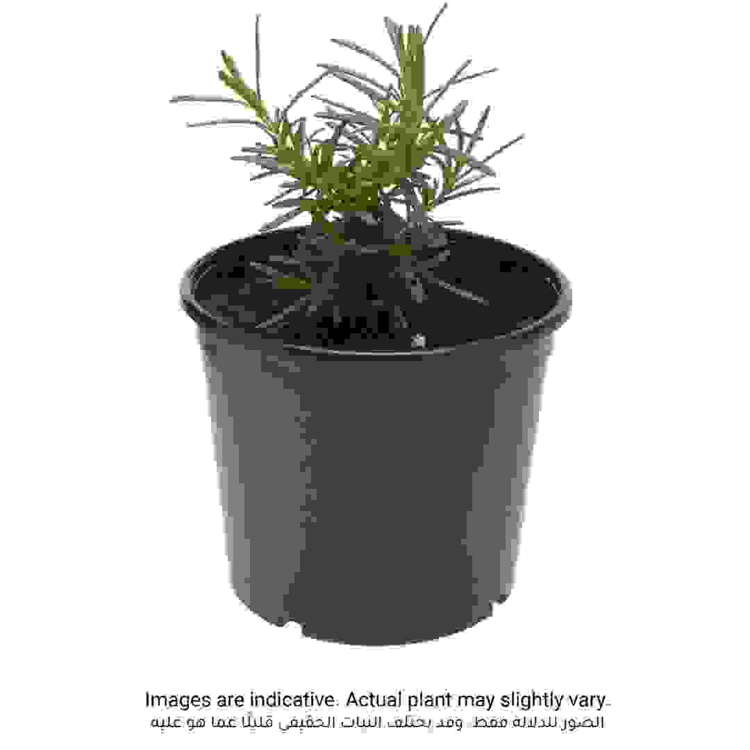 Rosemary Outdoor Plant (13 cm)
