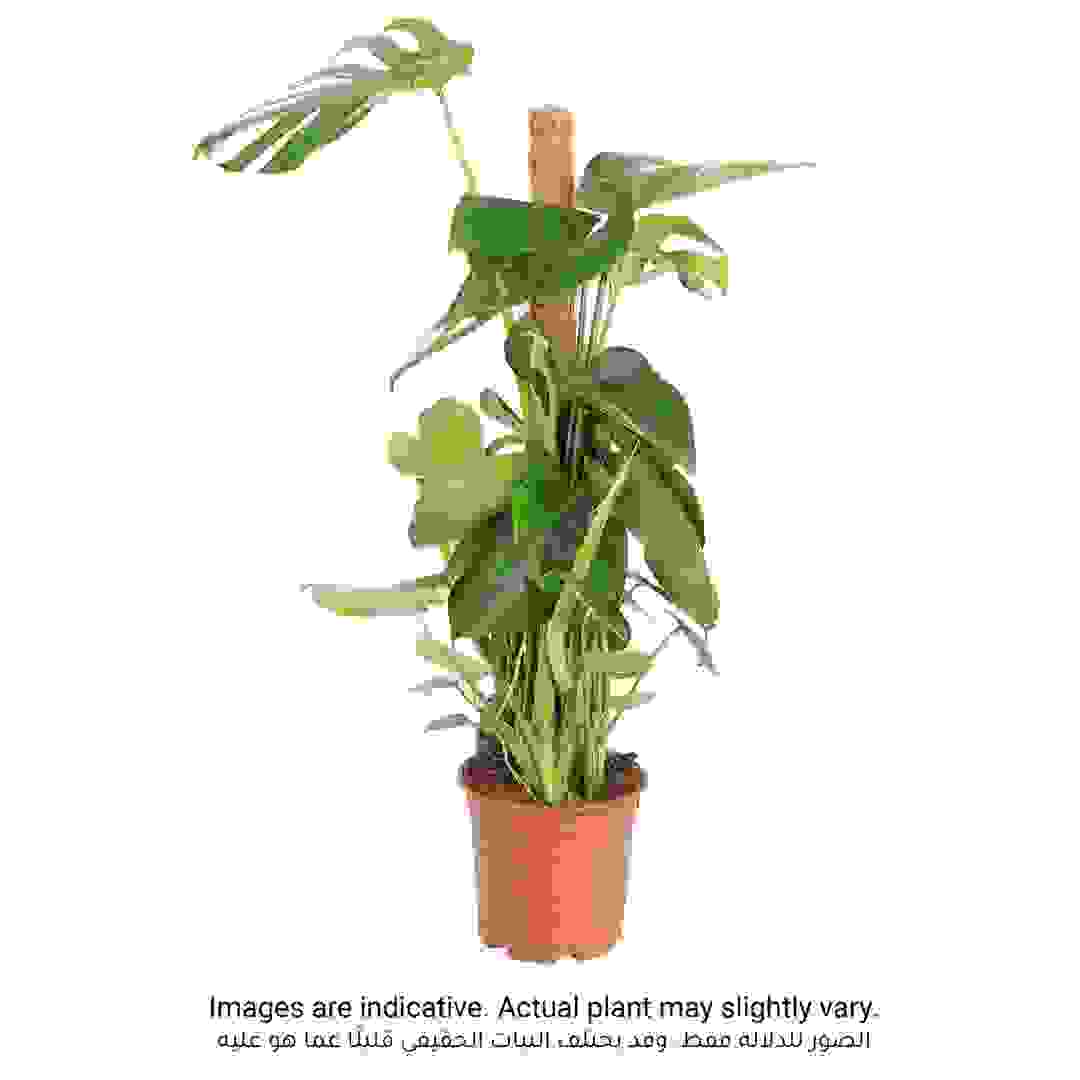 Siji Monstera Plant (18 x 18 x 100 cm)