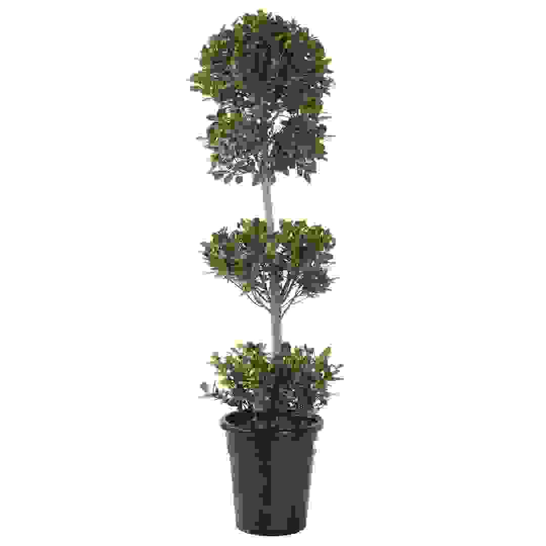 2 Head Ficus Panda Outdoor Plant (35 x 40 x 120 cm)